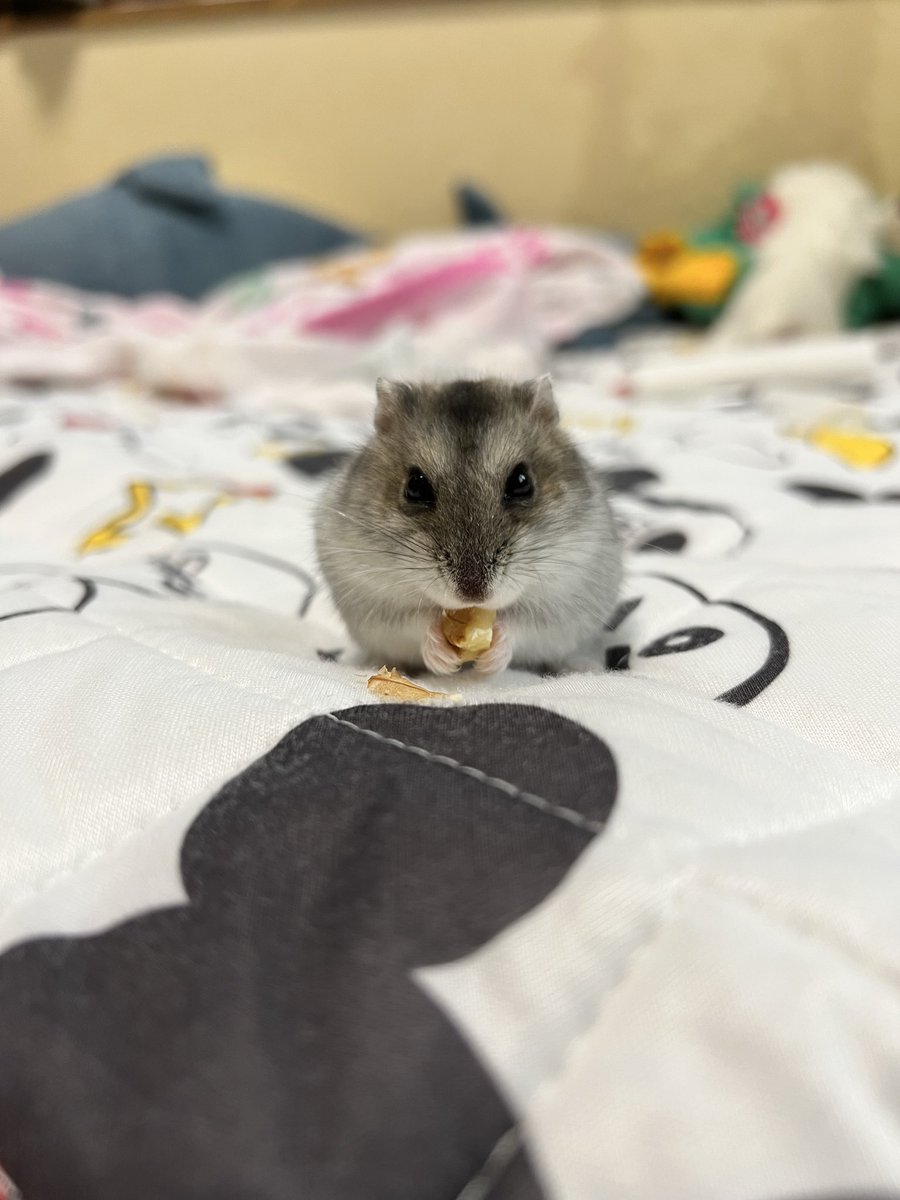 yaka_hams's tweet photo. 1月7日はふぃったんの誕生日🎂

🐹🌈PHIL https://t.co/1pAKTruECw