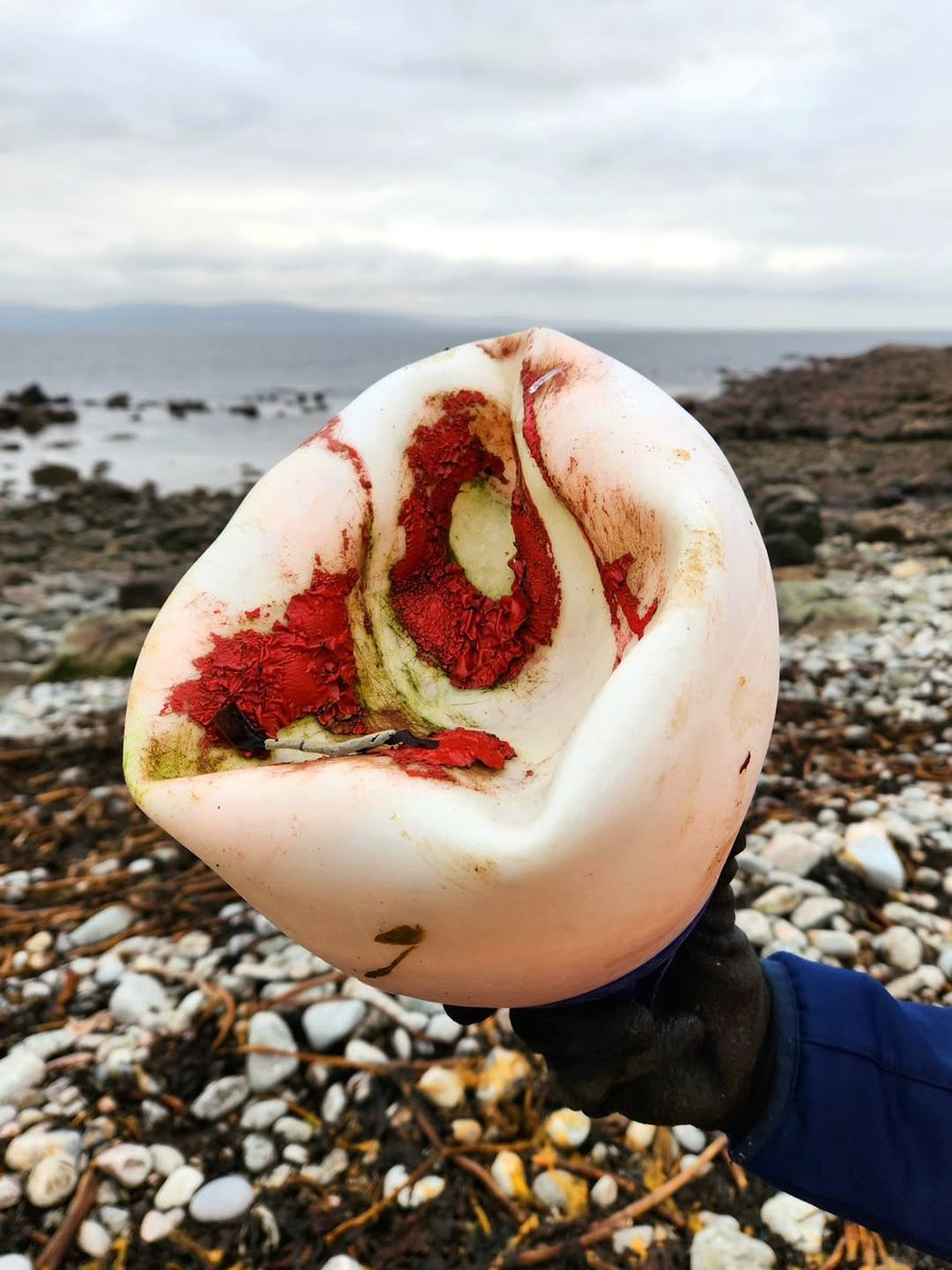 Clean Coasts tweet media