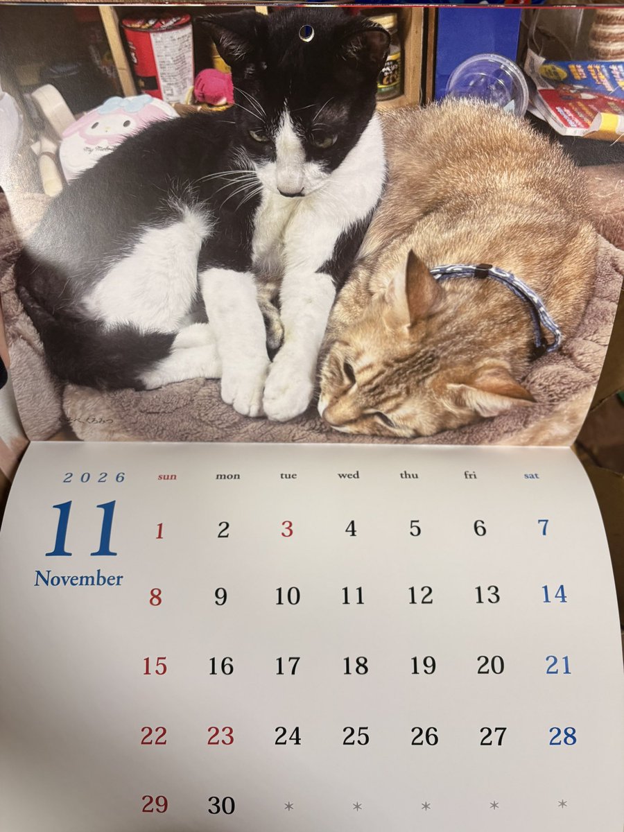 遅くなったけど今年も猫カレンダー出来ました～！
相変わらず10部発注したら17部きた。
欲しい方3部くらいまで差し上げますのでお声掛けください🐱