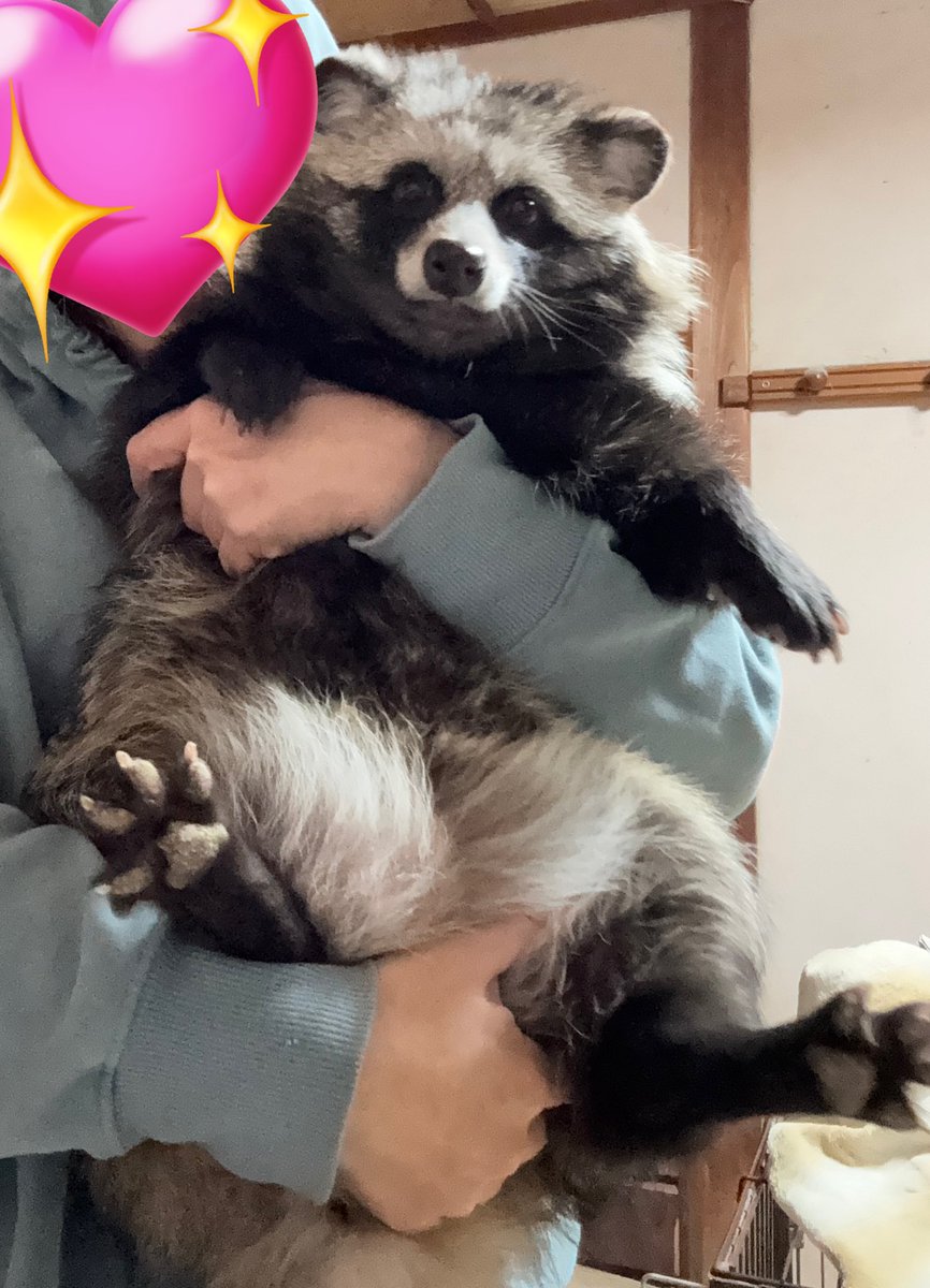 and50485686's tweet image. もう、たぬきがジャパニーズパンダで良くないー？🐼
（この写真は爪切り時に囚われたタヌキです）