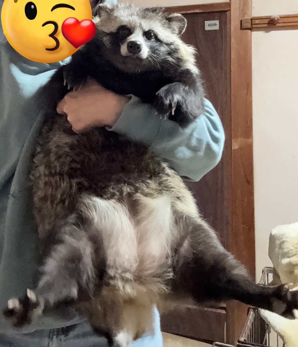 and50485686's tweet image. もう、たぬきがジャパニーズパンダで良くないー？🐼
（この写真は爪切り時に囚われたタヌキです）