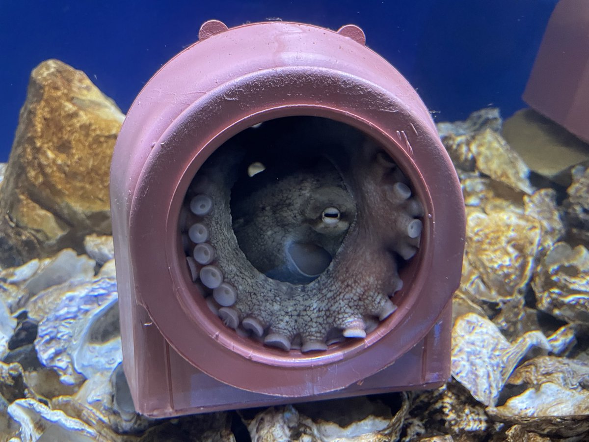 darumashark's tweet photo. 2025.12.27

先日は、広島もとまち水族館にもお邪魔しました。

真っ白な部屋にあった絵画のような水槽展示が特に印象的でした https://t.co/KuivLn4hmQ