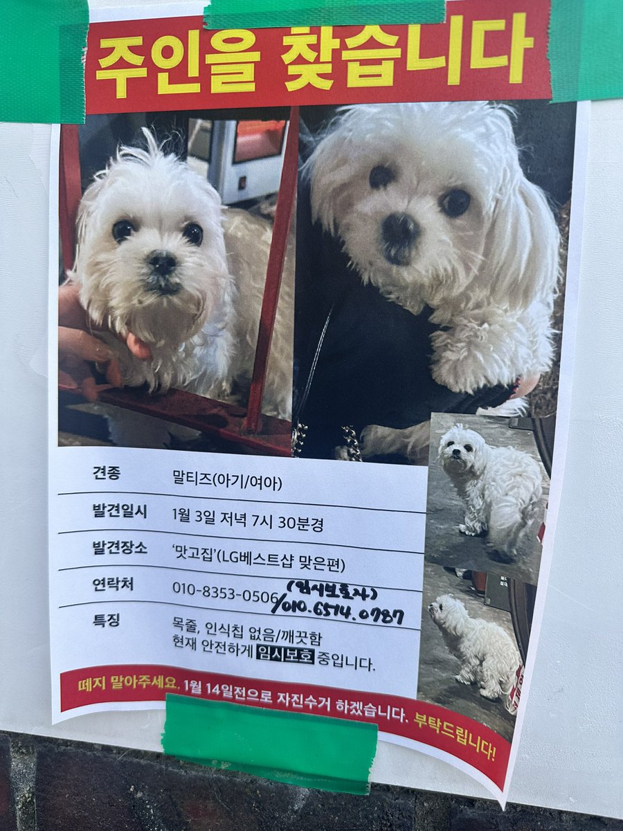 망원 LG 베스트샵 맞은편에서 길을 잃었나봐요. 임시보호 하고 계시나 봅니다.