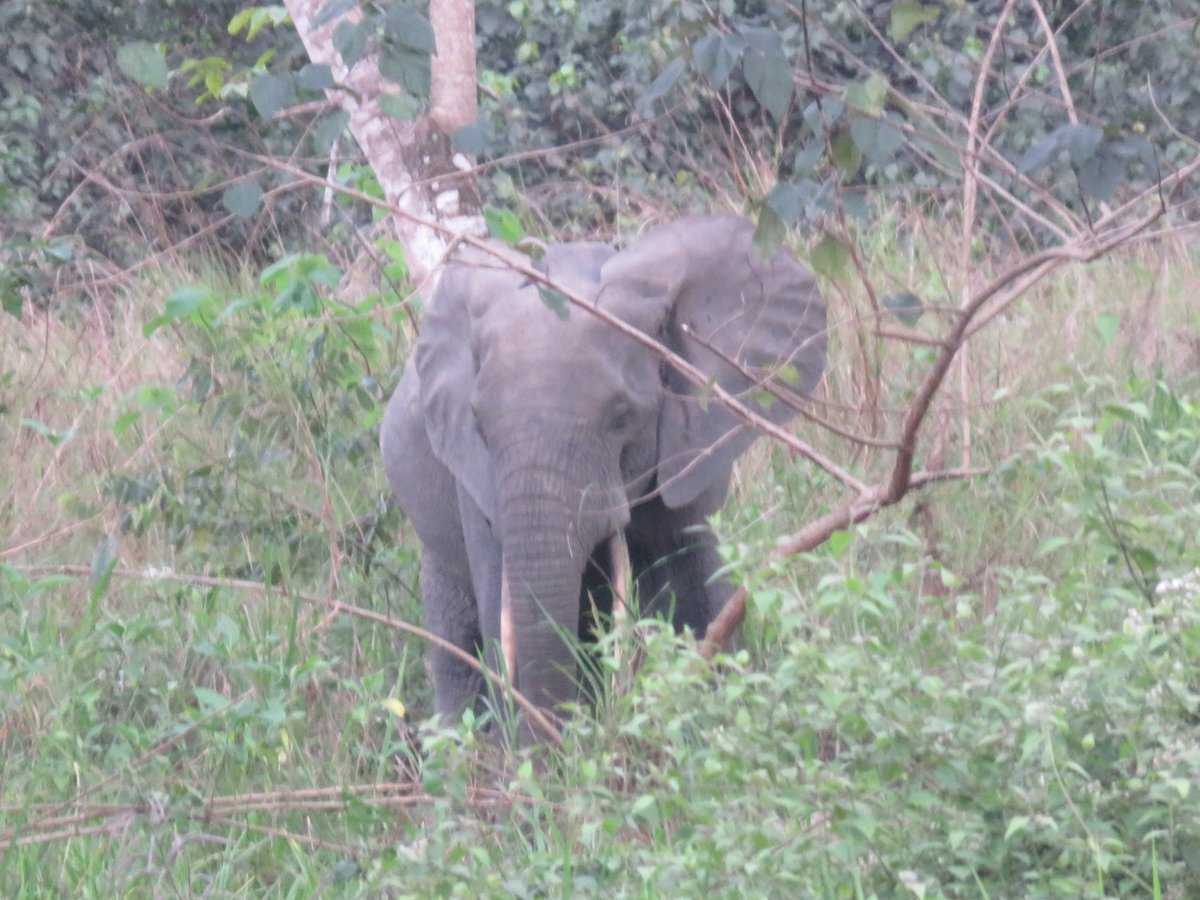 今週金曜日に研究室OGの野本繭子さんの博士論文公聴会が行われます！

題目：ガボン、ムカラバ－ドゥドゥ国立公園におけるマルミミゾウの生息地利用と食性
開催日時：2026年1月9日（金）14:00～15:00 場所：京都大学理学研究科2号館1階 第2講義室

jinrui.zool.kyoto-u.ac.jp/news/20251226.…

ぜひお越しください！