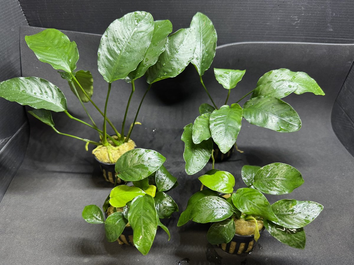 水草入荷情報🌱🌱🌱❗️ ・アヌビアス ナナ ・アヌビアス バルテリー