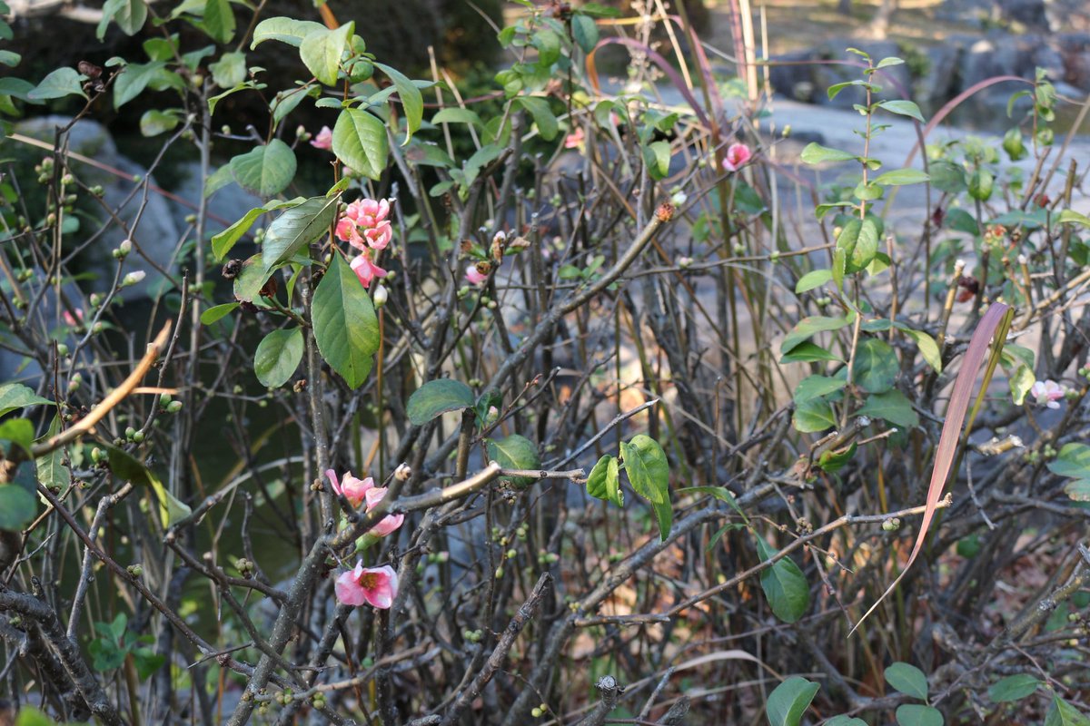 【1/7 開花情報】❄
冬の花が見頃＆咲きはじめ✨
 
🌸見頃
#ジュウガツザクラ 📍花の谷
#ハボタン 📍中央噴水広場
⚠️干支花壇のハボタンは1/19(月)～21(水)撤去予定
 
🌱咲きはじめ
#ウメ 📍梅林
#ボケ 📍日本庭園

詳細はこちら👇
tsurumi-ryokuchi.jp/flower/index.h…

#鶴見緑地 #開花情報