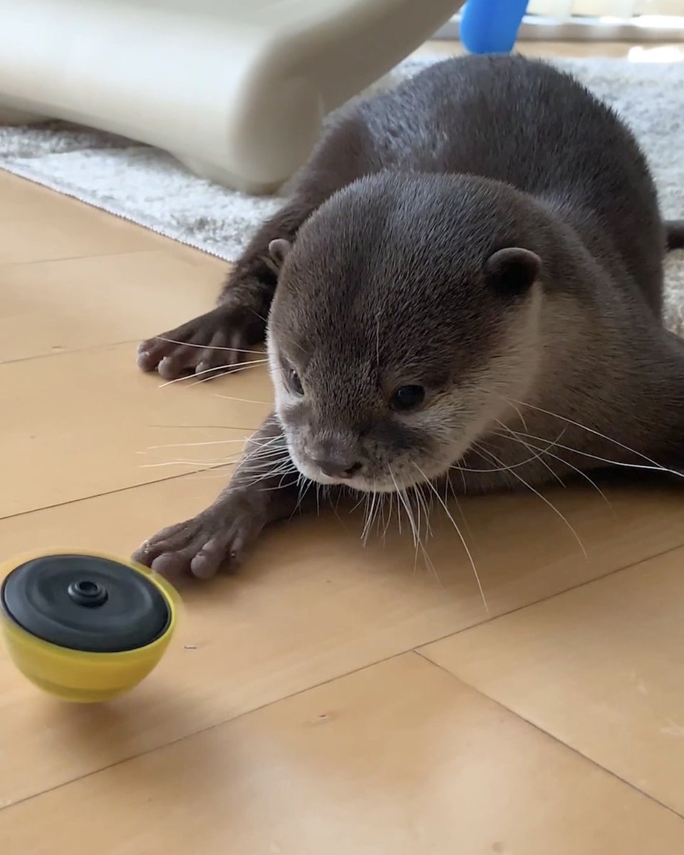 カワウソ太郎さま専用