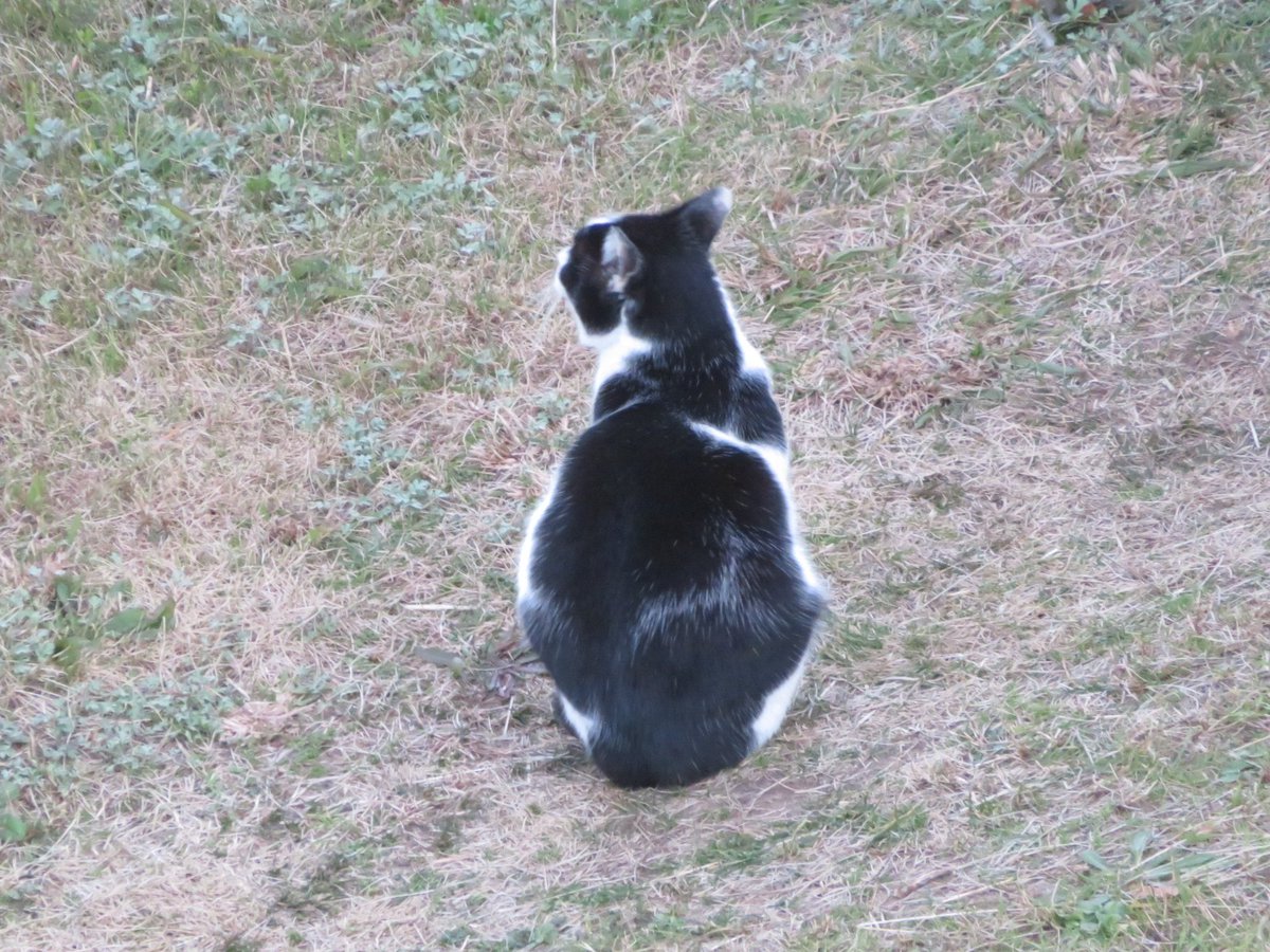 Post by かずちん on X: 猫にゃん①