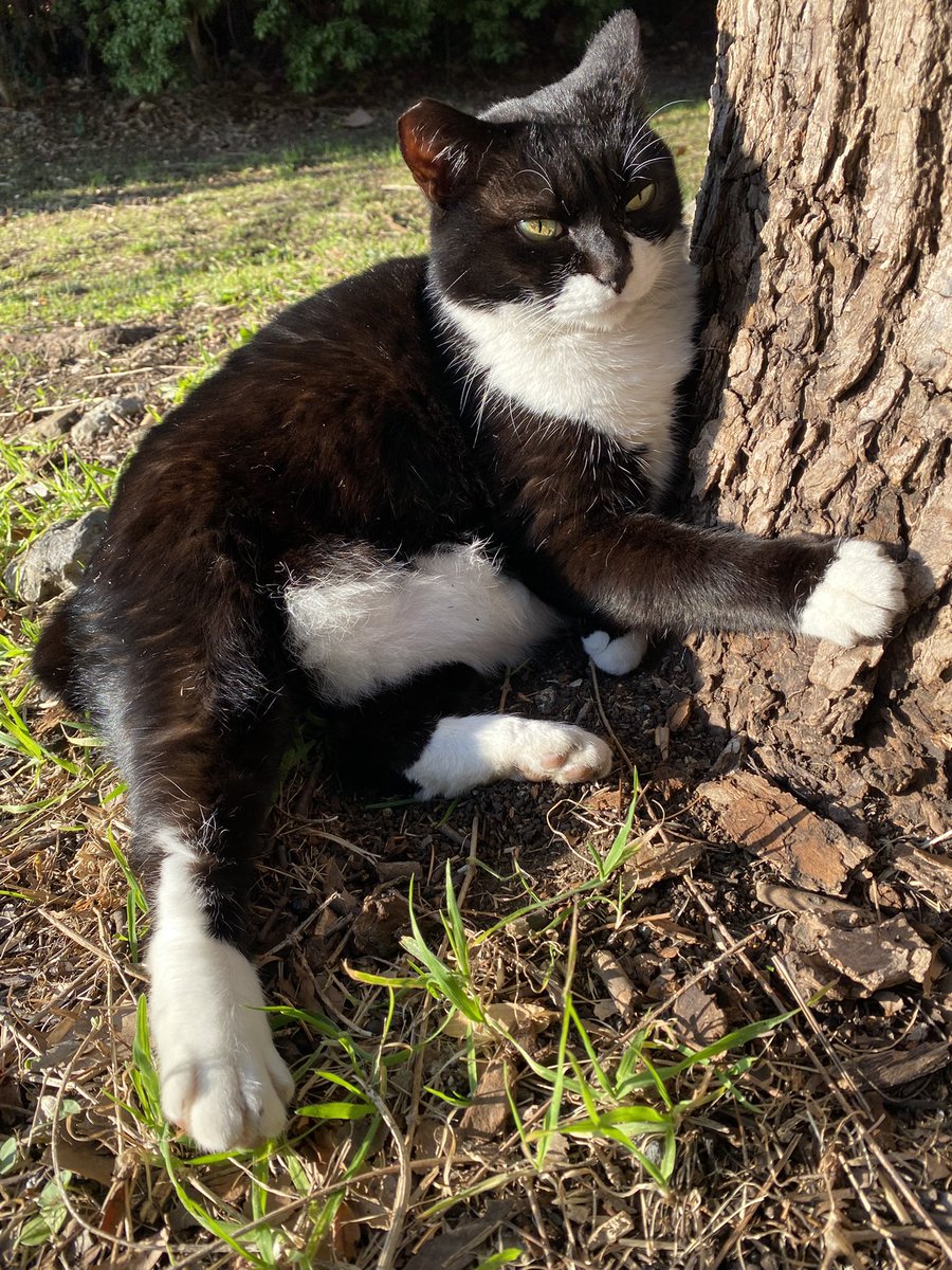 にゃん太郎 (@nyannyan__taro) / Posts / X