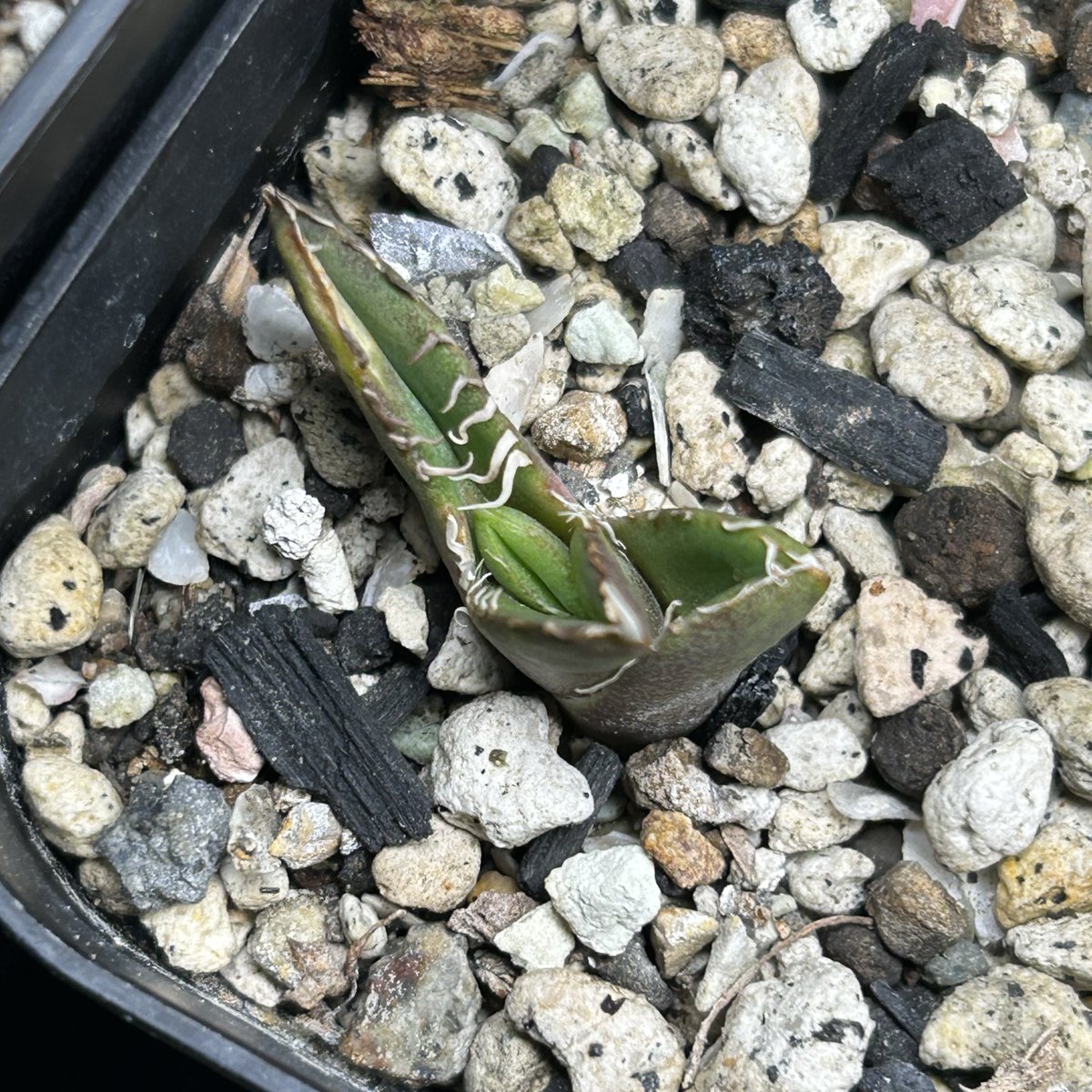 OMG系 タグ落ち CJ special OR nFP20 タグ落ちして判別不能