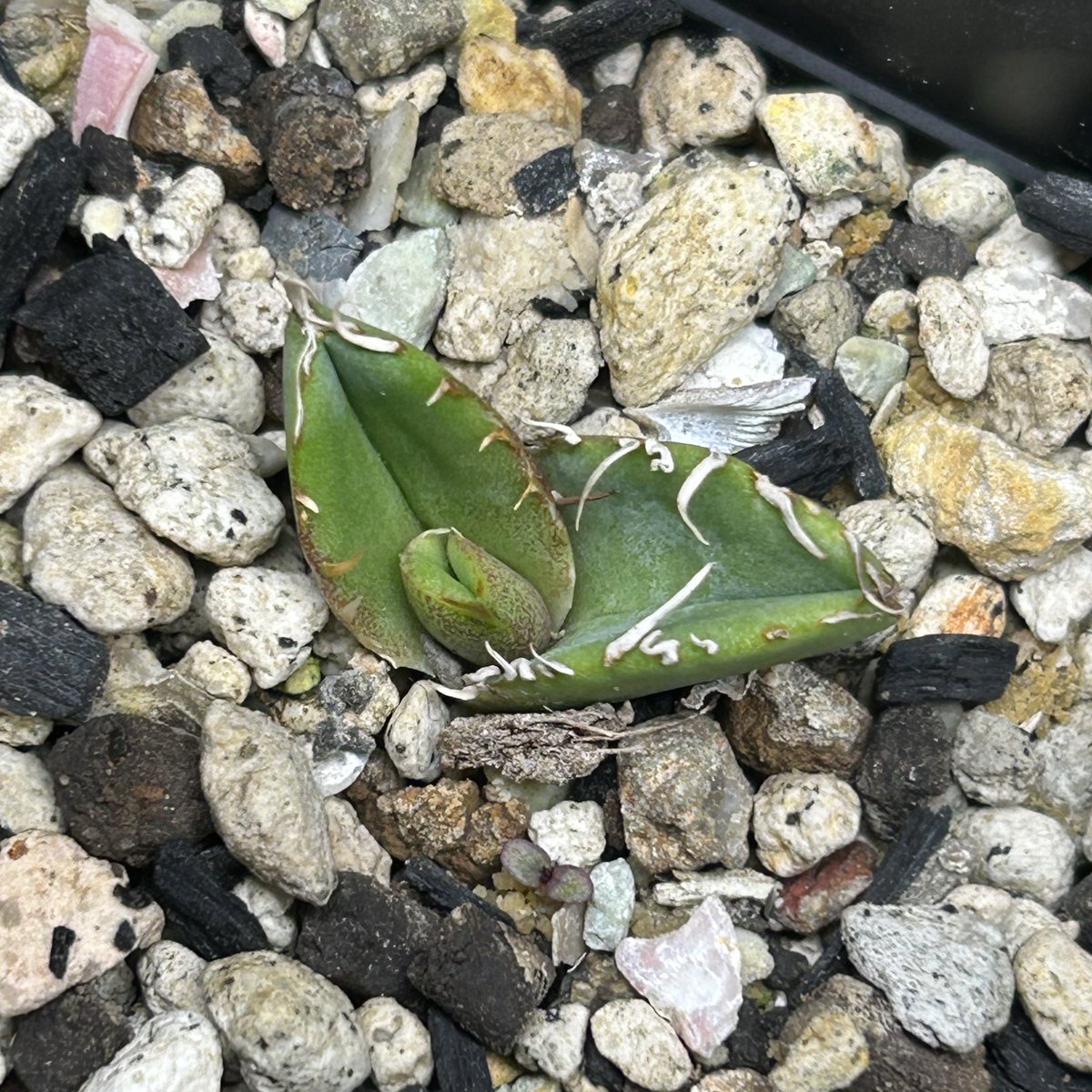 OMG系 タグ落ち CJ special OR nFP20 タグ落ちして判別不能