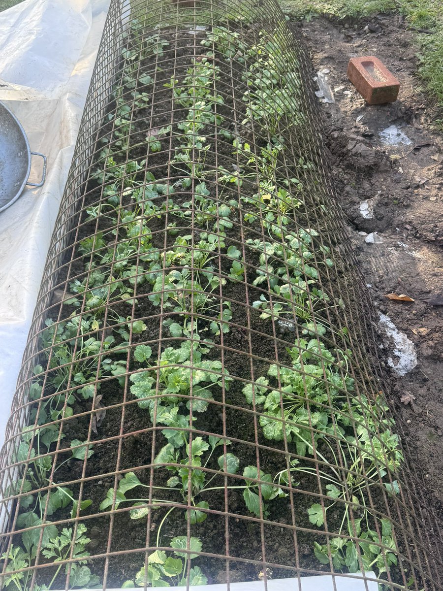 I’m not sure if anyone is interested but… these are the ranunculus I planted out in the autumn, I’ve uncovered them for the day. They are looking much better than the ones I’ve kept in the greenhouse. 👍🌱🥶