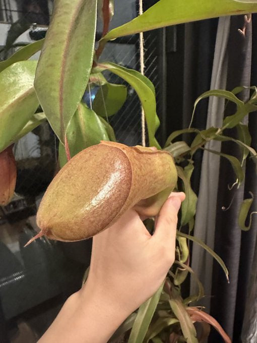 晴子演唱会门票 tweet media