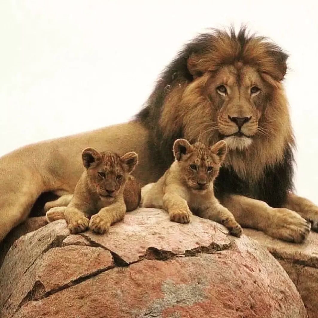 LionsEveryday's tweet image. 