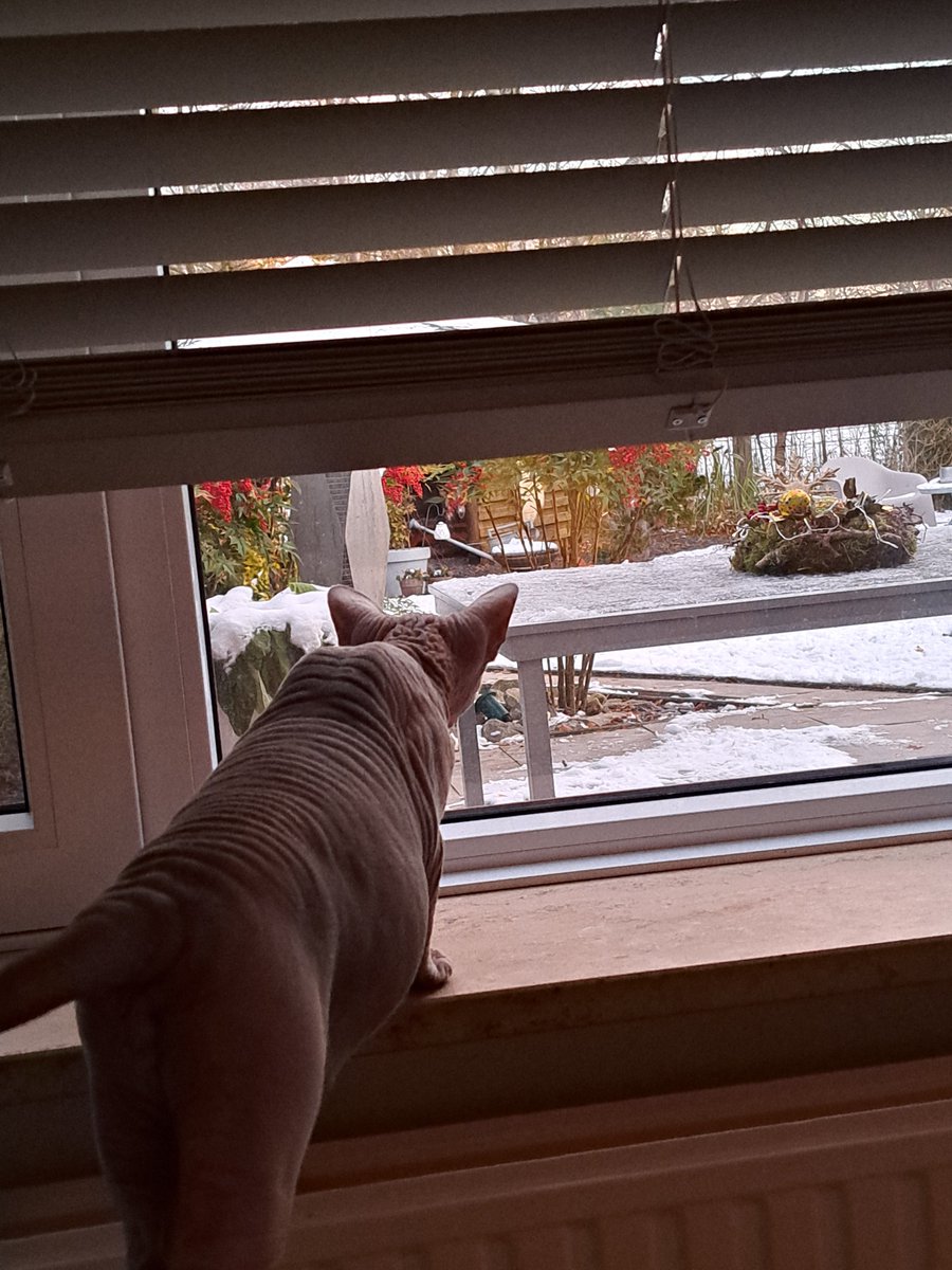 I see birdies 🐥🐤🐦yummie 😋