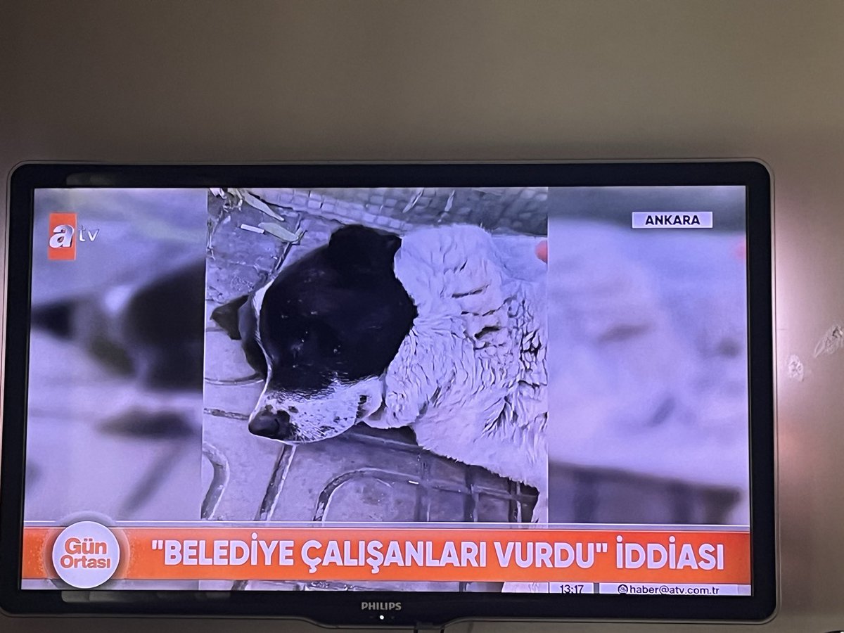 gallipolli85's tweet photo. A habere bakın nasıl da savunuyor matmazelin hakkını.Nasıl bir zamana denk geldik yarabbim. Sen bizi bu zalimlerden koru
#matmazelicinadalet #matmazel #maskot https://t.co/BHujxhQ3cj