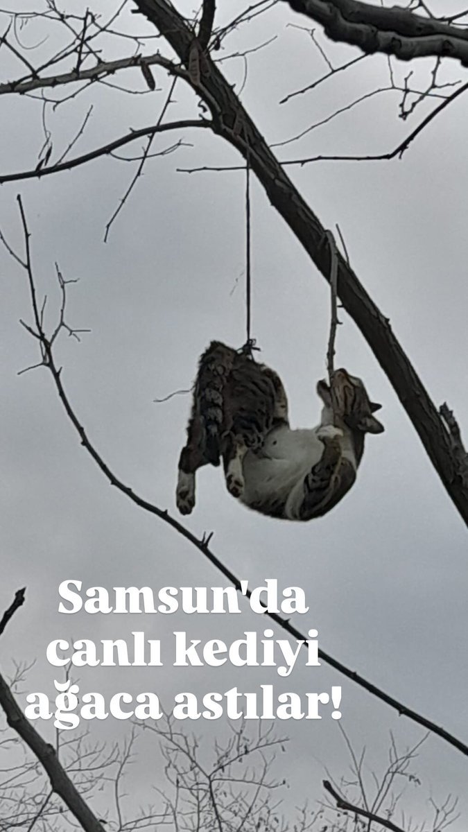 Kedi yaşıyor ama insanlık öldü.