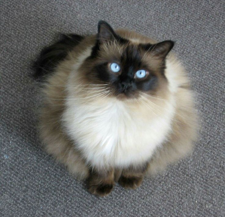 salveeregina's tweet image. Alih-alih figur sang Wakil Kepala Sekolah, ternyata yang menyambut kalian di ambang pintu adalah ...

... seekor kucing bermuka gosong? 😅