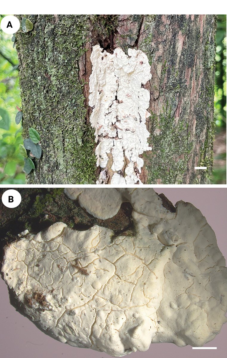MycoKeys tweet media