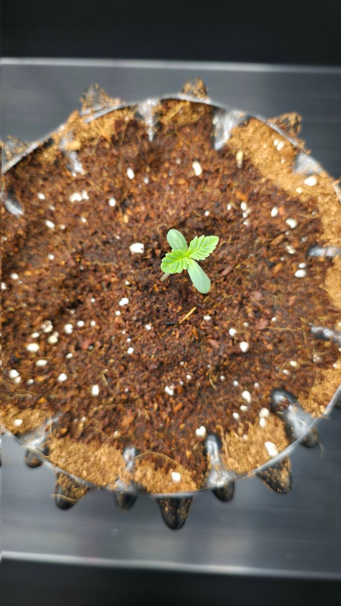 PMD486's tweet photo. Happy first #Weednesday of the Year ✌��
I potted them both in an 3l AirPot this morning🌱
The substrate is coconut fiber with some perlite and a pinch of rock flour

#Grow #FrenchCookies #THSeeds https://t.co/WFzZE1n050