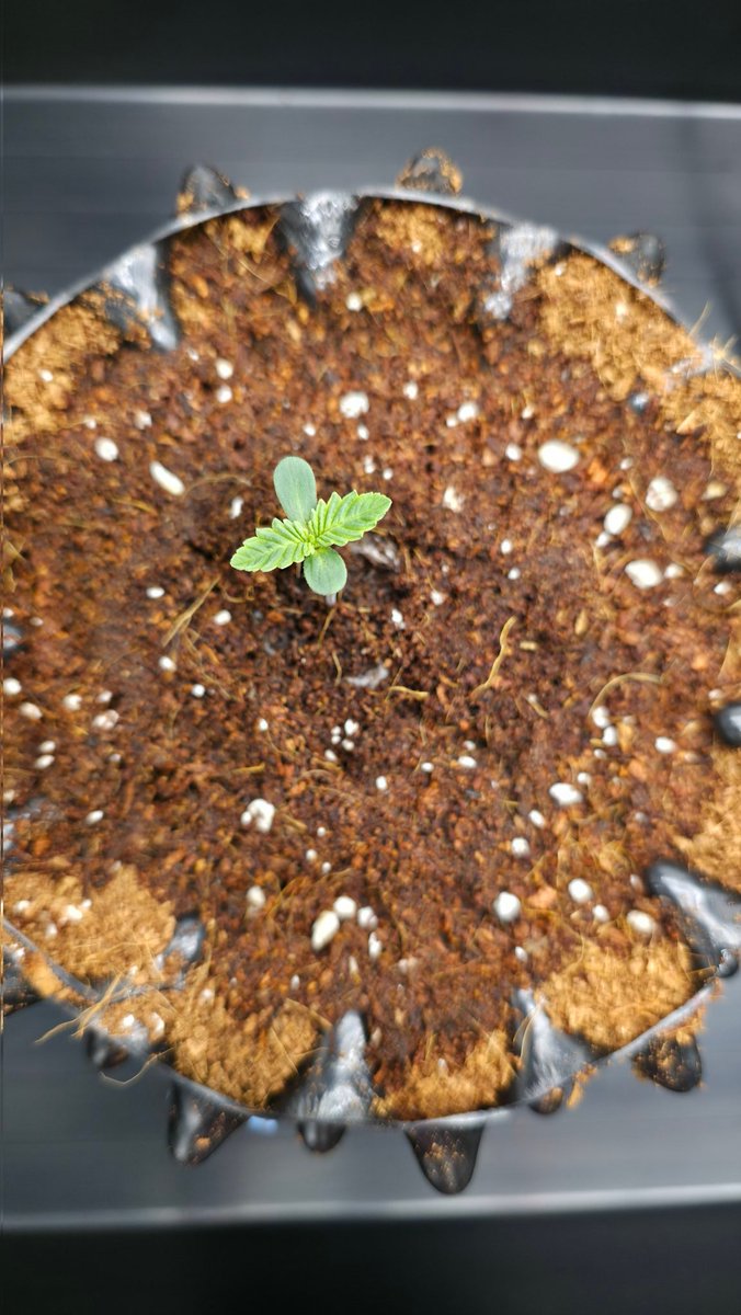 PMD486's tweet photo. Happy first #Weednesday of the Year ✌��
I potted them both in an 3l AirPot this morning🌱
The substrate is coconut fiber with some perlite and a pinch of rock flour

#Grow #FrenchCookies #THSeeds https://t.co/WFzZE1n050
