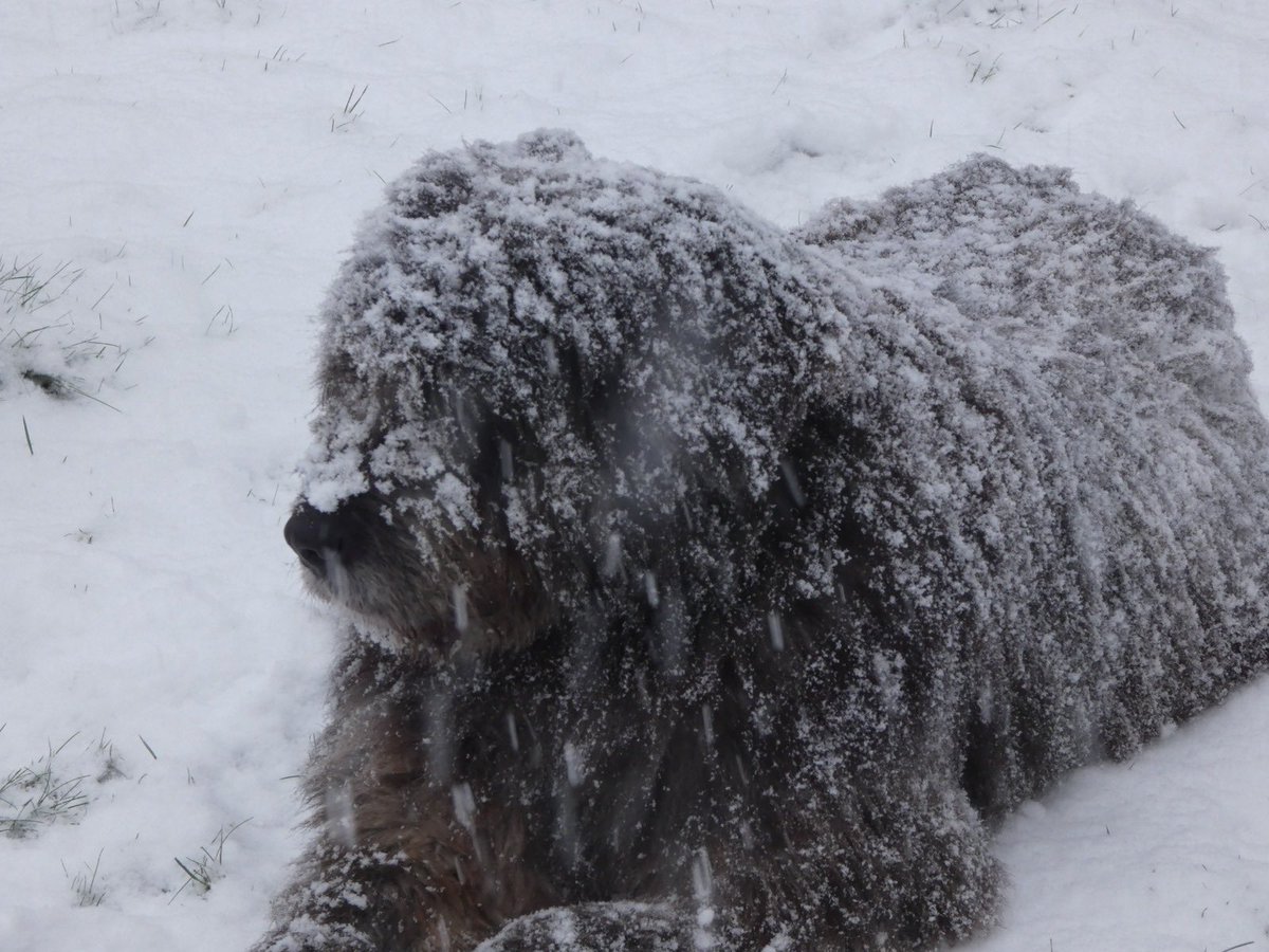 Hoping some of you will help to raise some of the £10 daily Sidney needs for his meds and scan. I haven't asked for a while as had other fundraisers going for the unsponsored dogs 😬If anyone can boost Sidney's pot again I will be very grateful. Anything helps ❤️❤️❤️