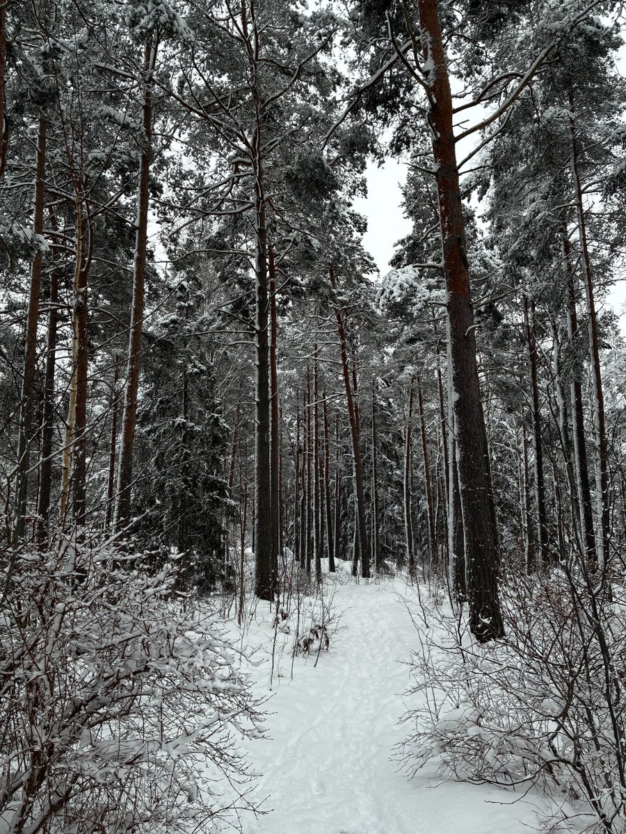 BasedBasse's tweet image. Inga svartpiller eller sojademoner så långt ögat når ❄️🙏🏻