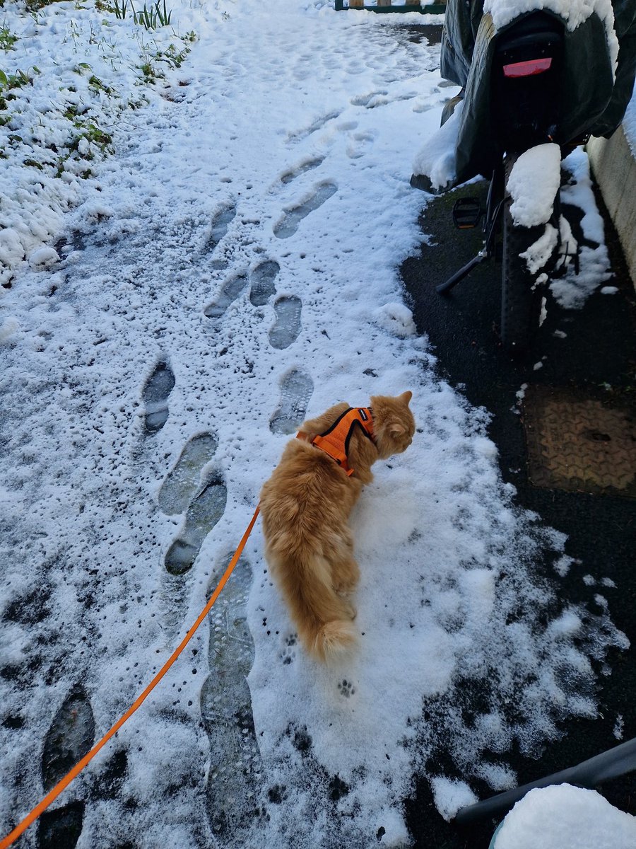 StarkElsachan's tweet photo. Ça me fait penser que mon cat a vu la neige pour la première fois hier, et il a kiffé 🥹🤍 https://t.co/tJcqh9CbtZ