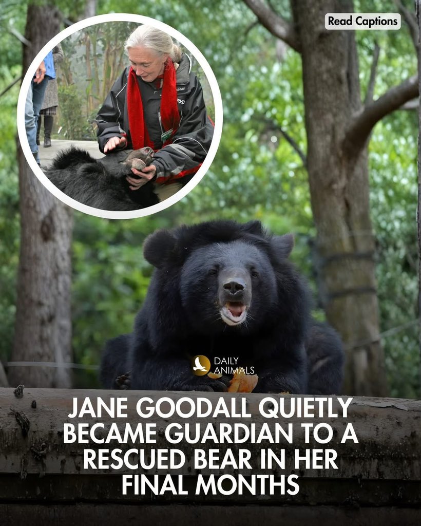 Desmond the Moon Bear : r/memes, image size:820x1024