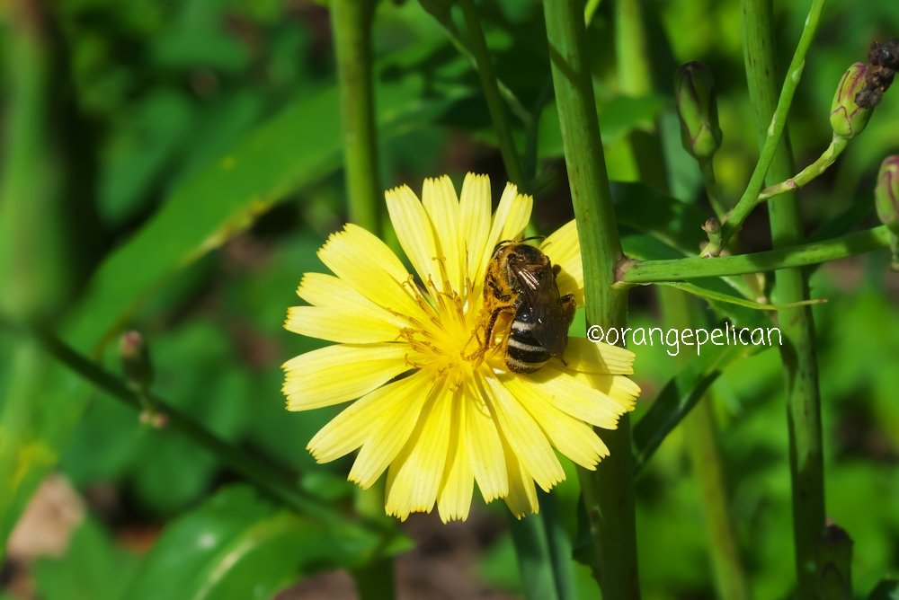 orangepelican tweet media