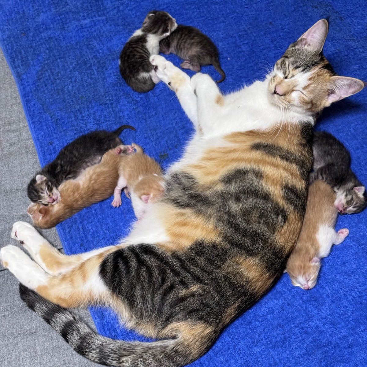 yonakiishi's tweet image. ふとんをはぐったら、1匹だけおっぱい吸っとった。ではセブンベイビーズを確認してみましょう。基本的には茶3、黒系統4ですが、三毛っぽい子がいる。