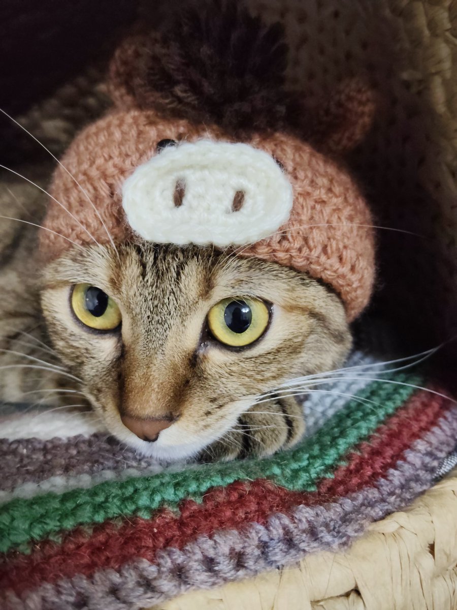 namesan_cat's tweet photo. 午年なので馬になってもらいました🐴🎍
…がやっぱり猪に見えるな〜🐗笑

#ねこ #午年  #ねこかわいいね  #猫好きさんと繋がりたい #ねこと暮らす #あけましておめでとうございます https://t.co/FL6IWMlqML
