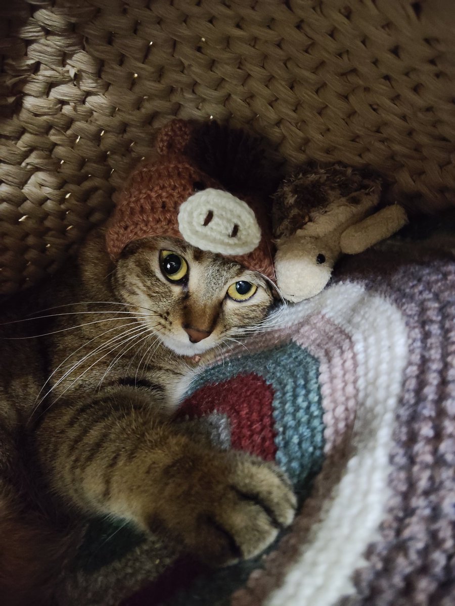 namesan_cat's tweet photo. 午年なので馬になってもらいました🐴🎍
…がやっぱり猪に見えるな〜🐗笑

#ねこ #午年  #ねこかわいいね  #猫好きさんと繋がりたい #ねこと暮らす #あけましておめでとうございます https://t.co/FL6IWMlqML