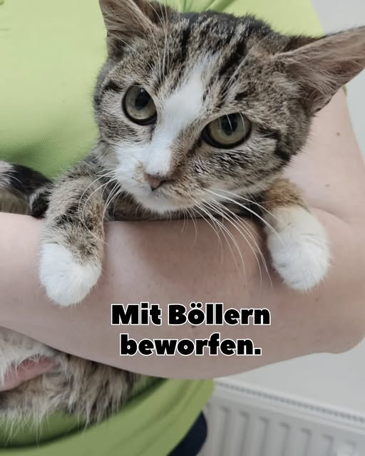04860 Torgau
Katze von Jugendlichen mit Böllern beworfen
Kopie: Tierhilfe Torgau
Fundkatze Torgau – mit Böllern beworfen.
Diese weibliche Katze wurde letzte Nacht in der Straße der Jugend in Torgau gefunden. Laut Zeugen wurde sie von Jugendlichen mit Böllern beworfen. 
In der