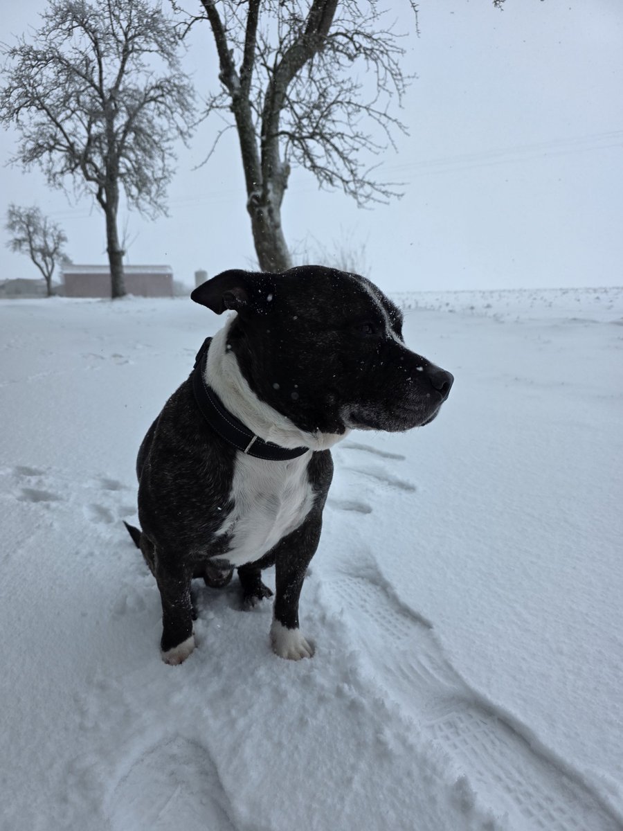 SpeedNSA's tweet image. Il kiff la neige je crois ❄️