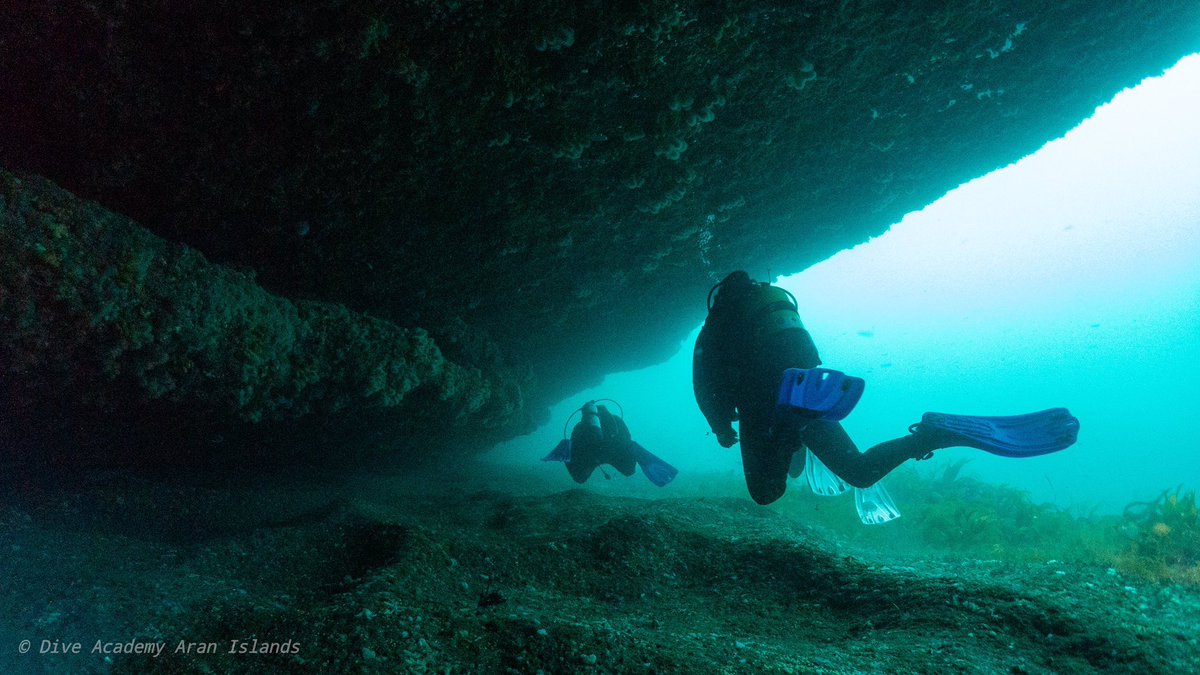 DiveAran tweet media