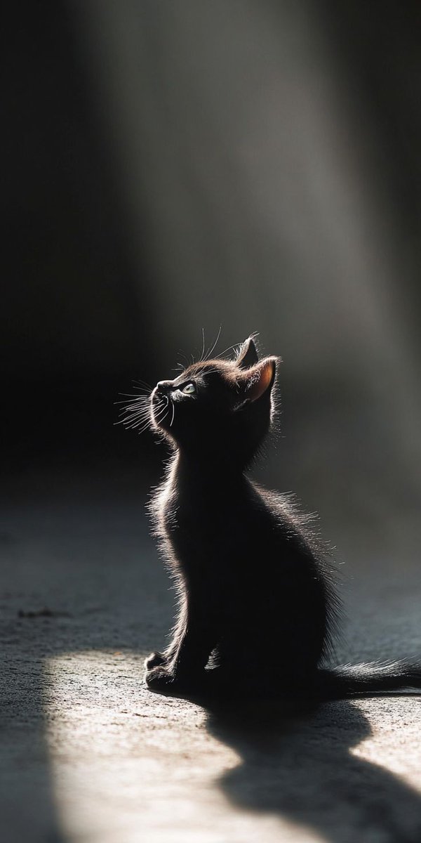 Have a happy Wednesday.

#HappyWednesday 
#kitty 
#catlover 
#CatsOfX