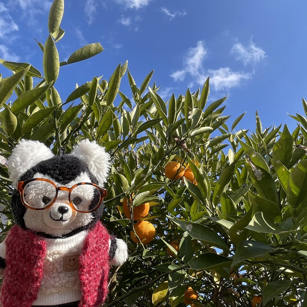 comugi99's tweet image. 遅ればせながらあけましておめでとうございます。

祖母宅のすだちを添えて