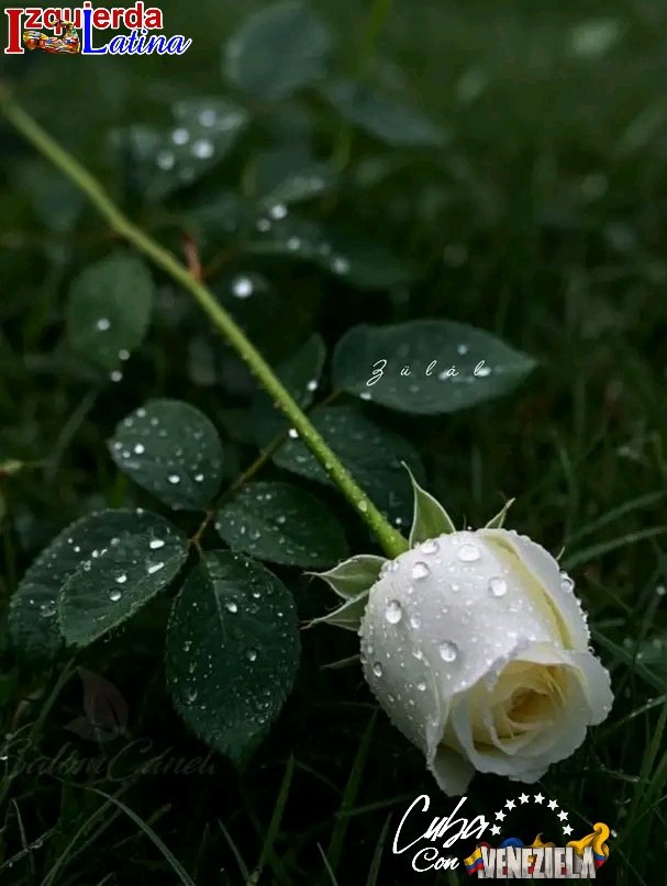 IzquierdaUnid15's tweet image. Aún Cuba llora a sus hijos, 32  héroes que no dudaron ni un segundo en enfrentar al enemigo imperial. #HonorYGloria para ellos que con valentía empuñaron su fusil y ofrendaron sus vidas en defensa del presidente @NicolasMaduro. #IzquierdaLatina #CubaConVenezuela.