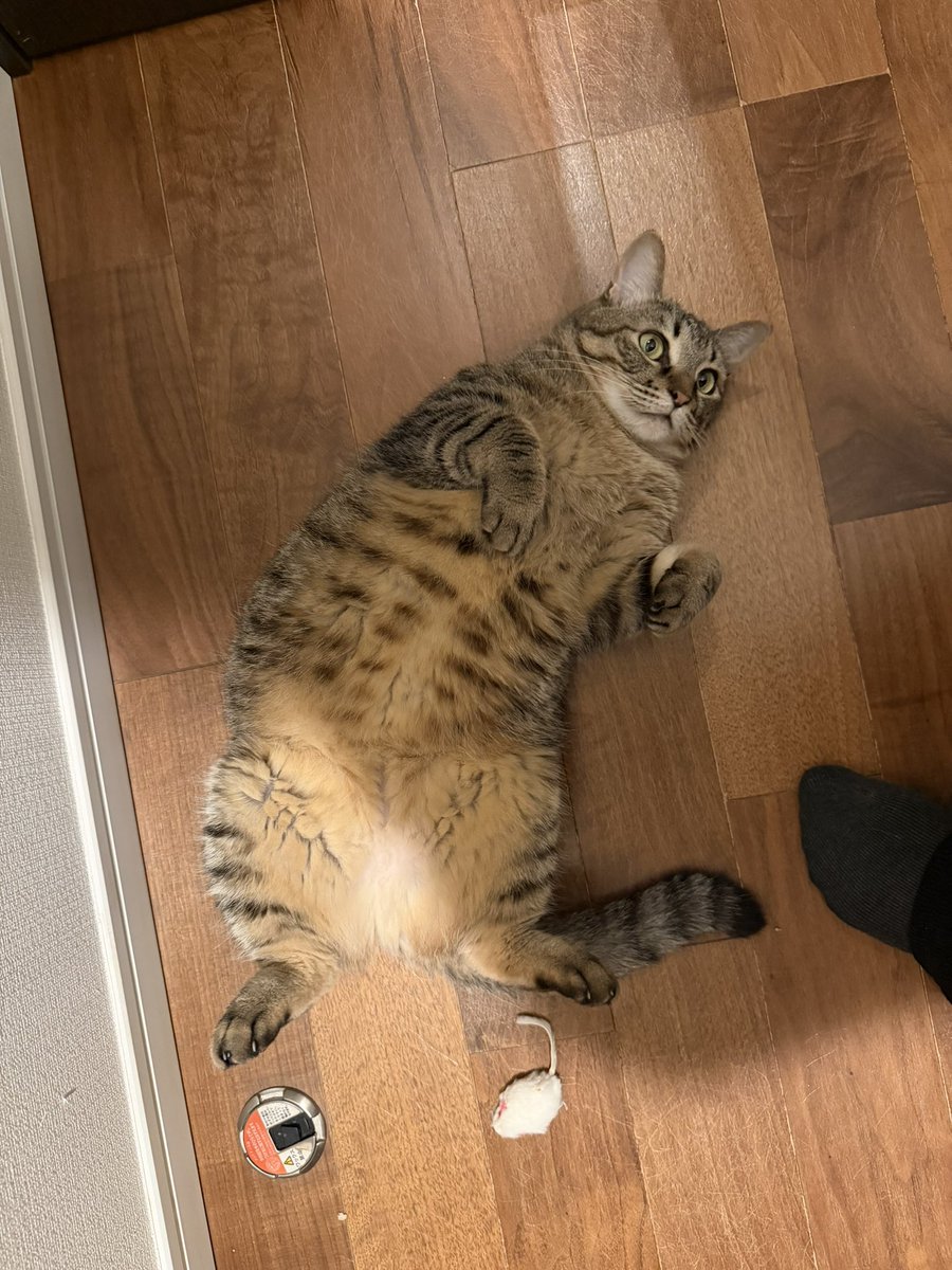 だっちゃん