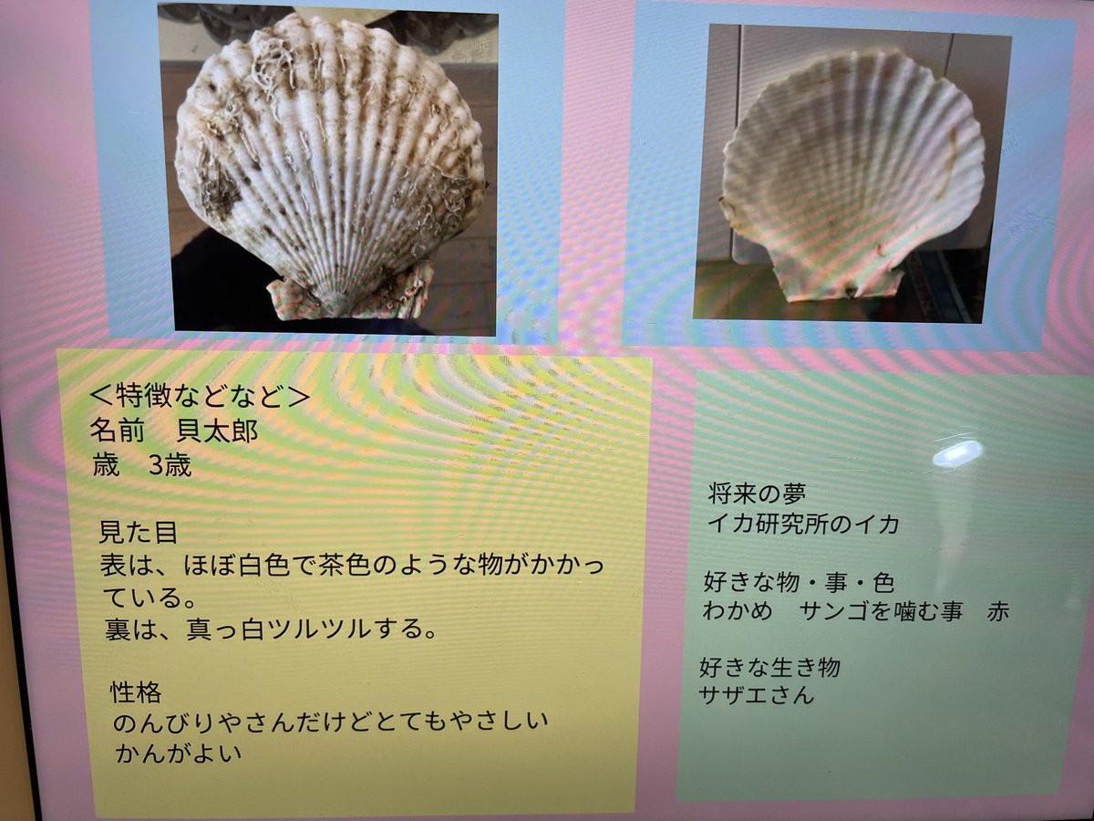 juri_2015's tweet photo. 小4娘。外食の度に、帆立の貝殻集めてるから、何するのかと思ってたら…帆立コレクションを作成してた🤣
想像力豊かに育ってます😇
#小4 #女の子 #貝殻 #コレクション #想像豊か #中学受験 https://t.co/qft6mGaors
