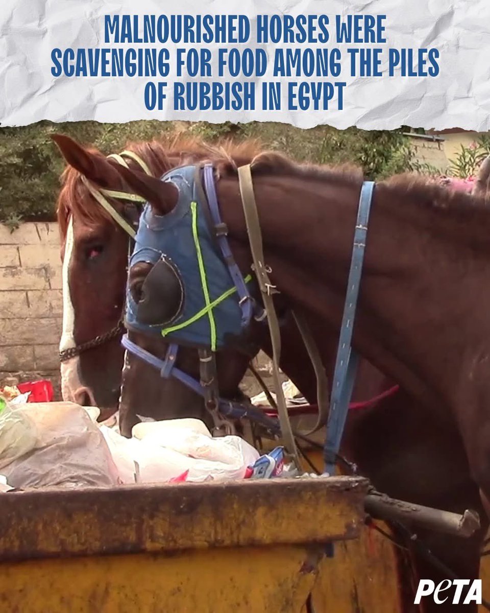 Don’t buy into the lies, stay away from any tourist activities that exploit animals.