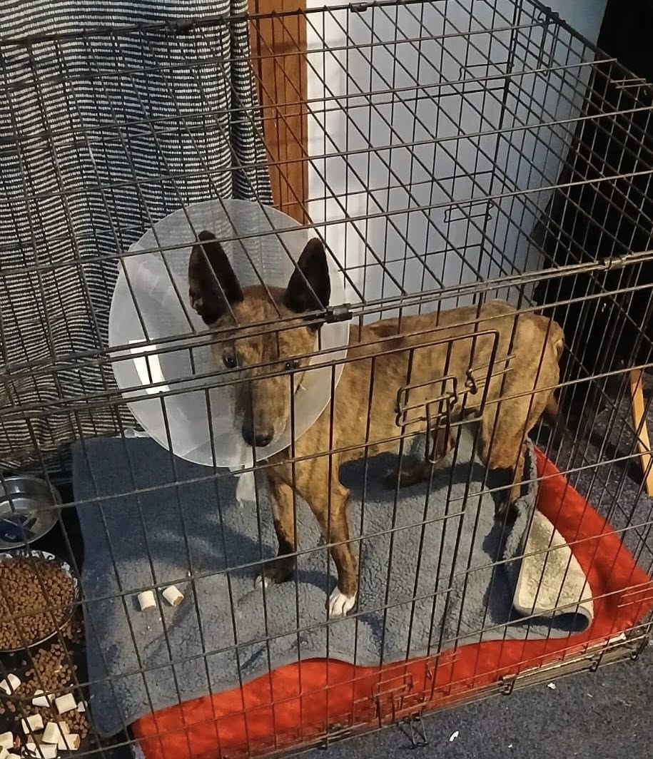 SosAbuelos1's tweet image. #VALENCIA
#TOBY tiene 7 años. Ha sido operado de una hernia y se ha recuperado bien.

Estuvo en un hogar de acogida, lo que le ha ayudado a recuperarse, pero ahora regresará a la perrera. 

Es un buen perro que anhela un hogar amoroso donde pueda disfrutar de paseos y mimos.