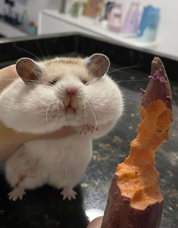 Tweets Of Hamster tweet media