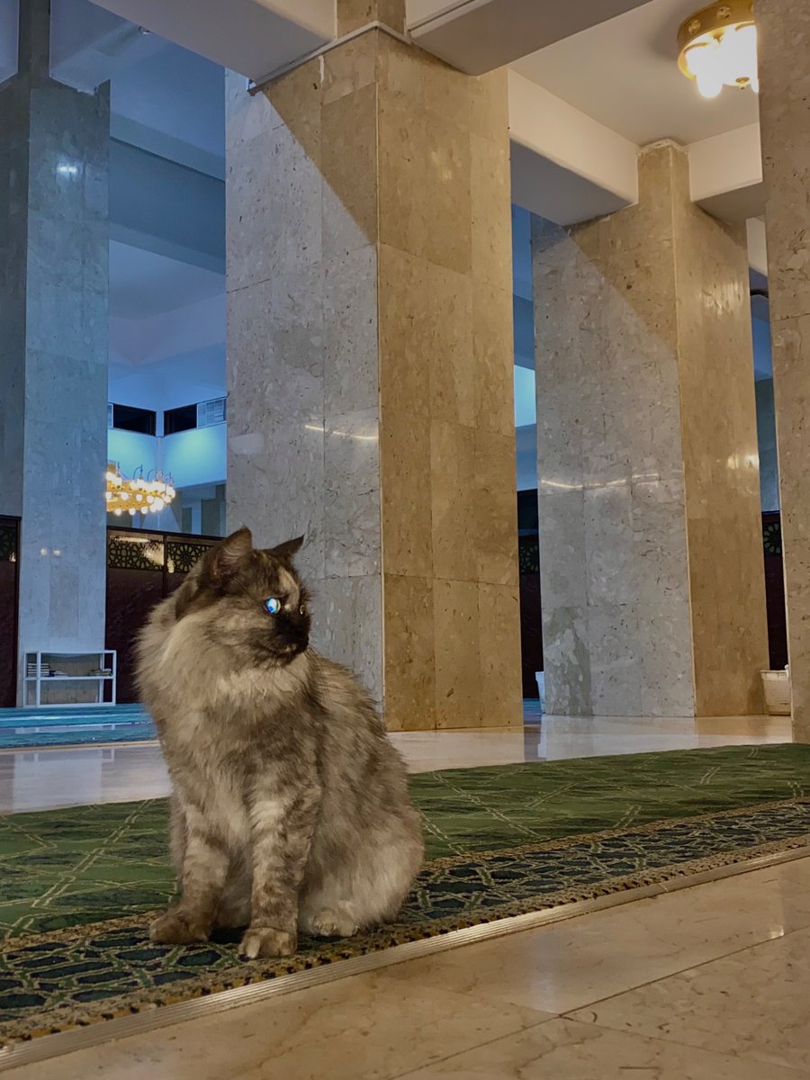 Bu yumaklık nedir ya hu 🐈