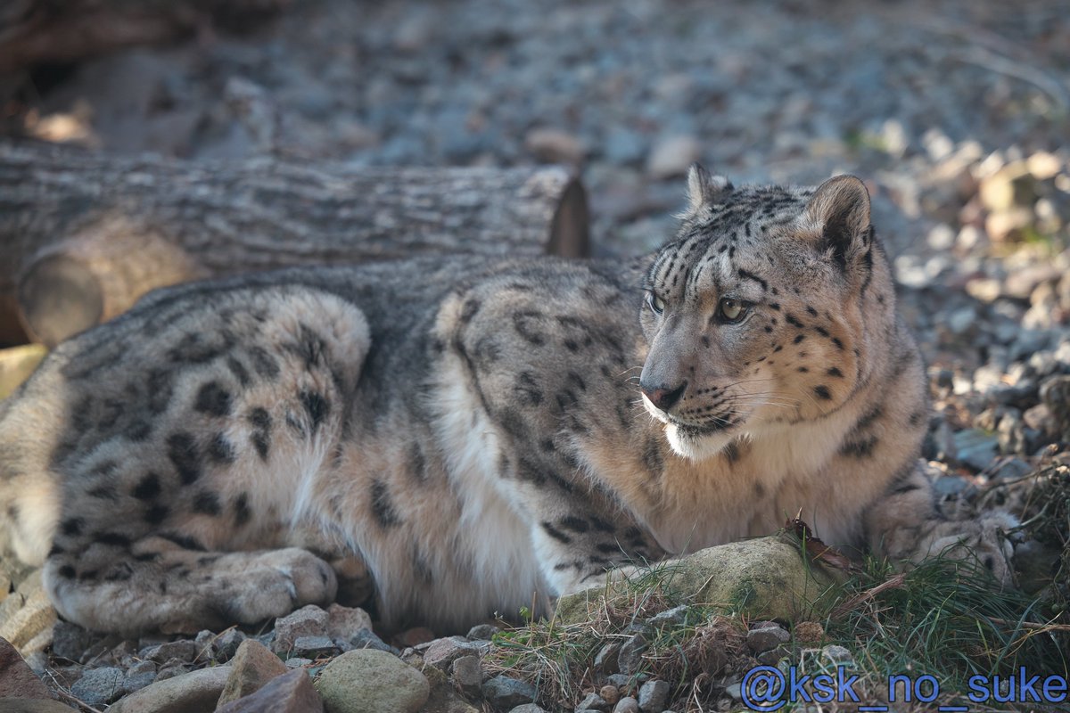 けーすけ (@ksk_no_suke) / Posts / X