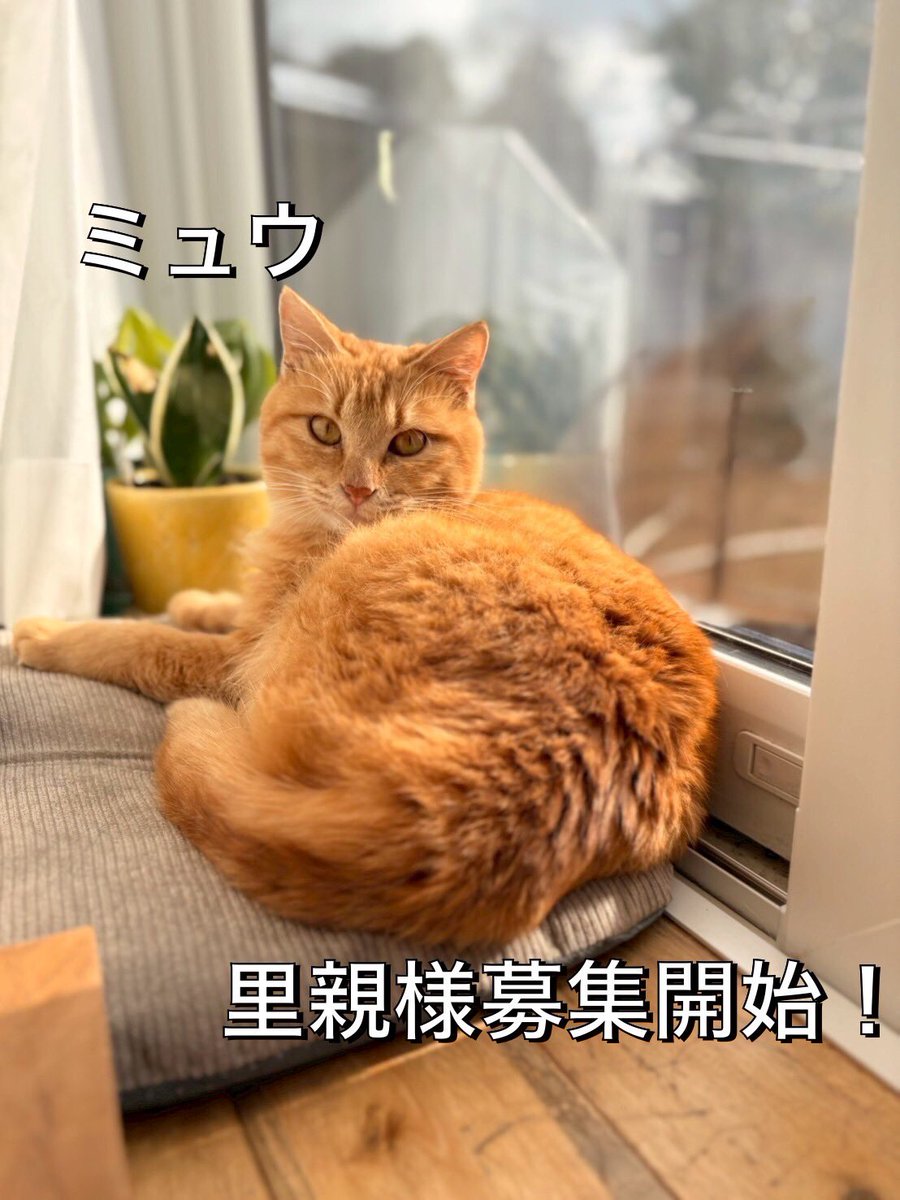 shiawasenotanet's tweet photo. 【断脚手術を乗り越えたミュウ、募集開始！】①

リハビリを頑張っていた「ミュウ」くん
募集開始いたしました！

2025年10月、トラバサミが原因で
大きな傷口から壊死しかけていたため
岡山県動物愛護センターに収容されました

センター内で右後肢の断脚手術を受け
右膝関節より切除しています
→ https://t.co/zhtJqsbHYZ