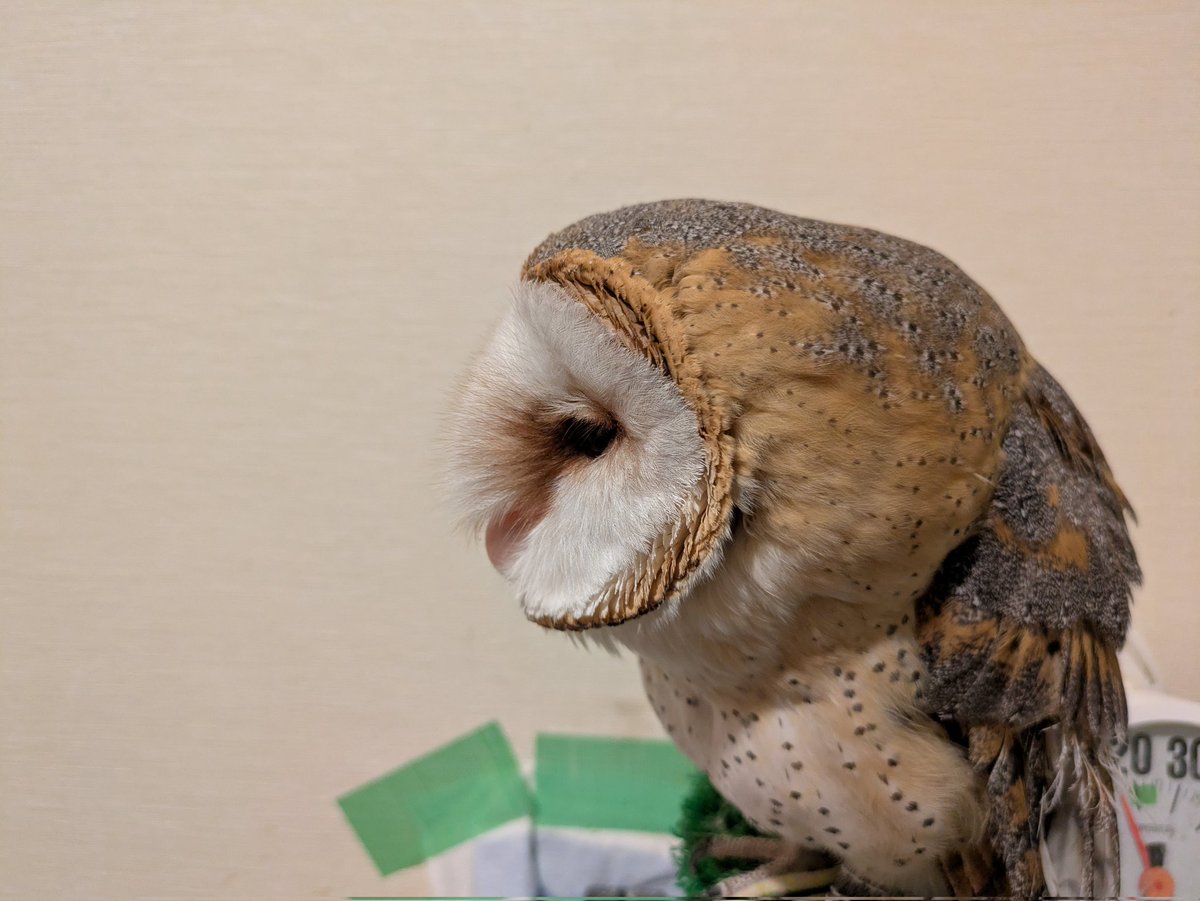 耳の良いフクロウ🦉は新入り🦃の気配を察知！
見えないところにいるのですが🦉徐福がじっと音を聴いてます🦉