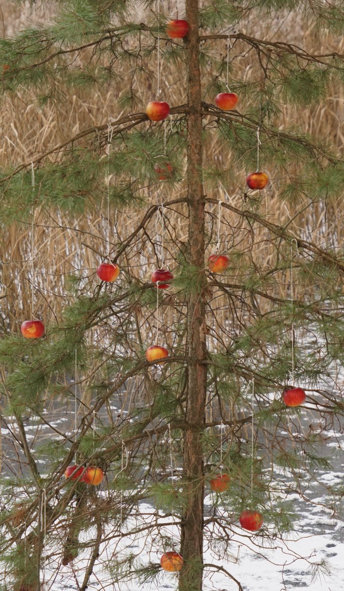 Cesta lesem🕊️🎄🐦.
Vánoční stromek pro zvířátka zůstává zatím téměř netknutý, jen na jednom z jablíček je vidět okus nejspíš od veverky. U krmítek už čekali strávníci, po nasypání běhala Robin na svých tenkých nožkách a nosila dobroty do domku. Přiletěl i pěnkavák.
Hezký den☁️🙂