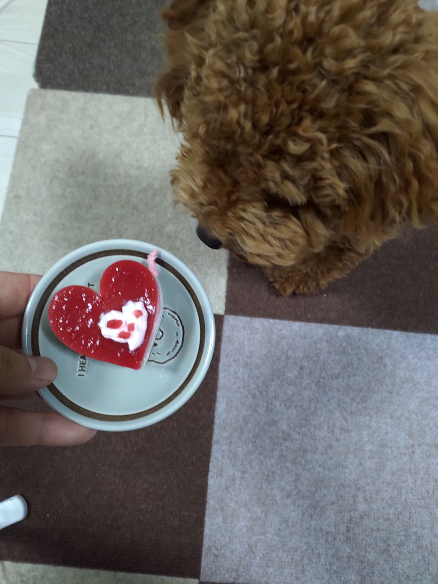 Ne_fa's tweet image. 今日はタルト（犬）の分もありまぁす